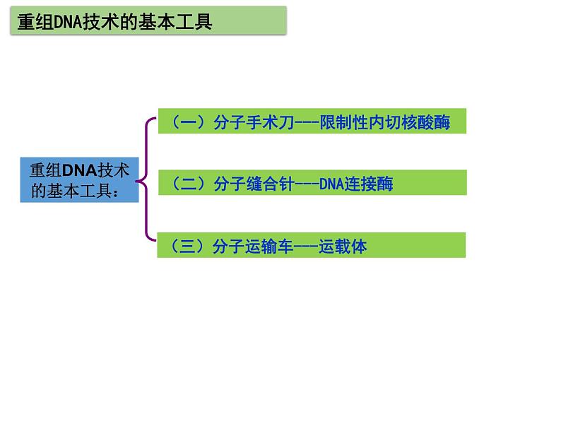 3.1.1 重组DNA技术的基本工具（理论基础） 课件【新教材】 人教版（2019）高二生物选择性必修三08