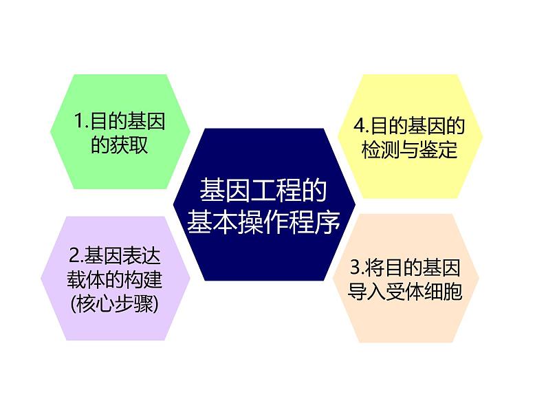 3.2.1 基因工程的基本操作程序 课件【新教材】 人教版（2019）高二生物选择性必修三03