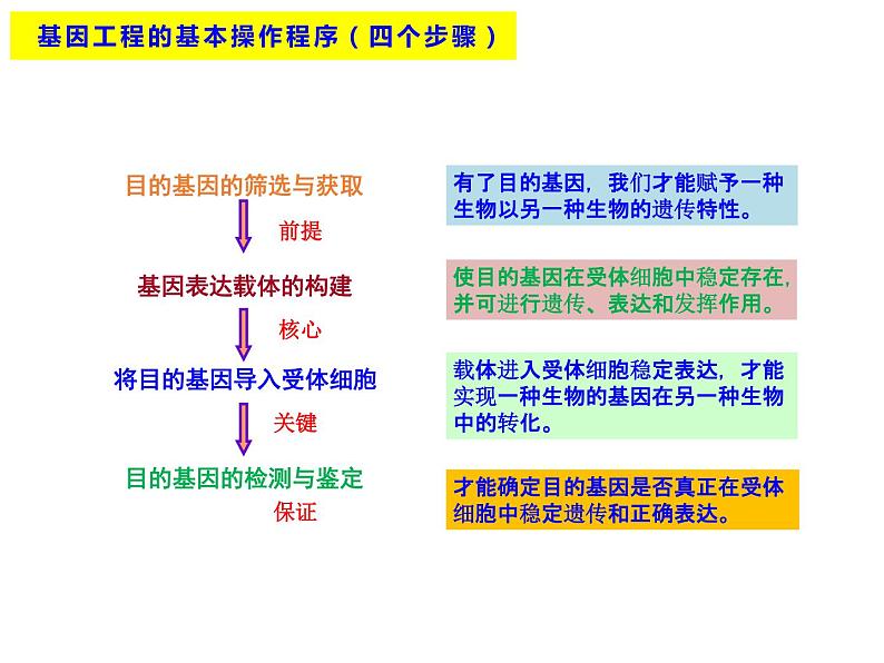 3.2.1 基因工程的基本操作程序 课件【新教材】 人教版（2019）高二生物选择性必修三04