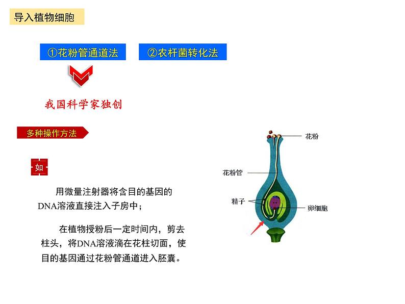 3.2.2 基因工程的基本操作程序 课件【新教材】 2020-2021学年人教版（2019）高二生物选择性必修三第4页