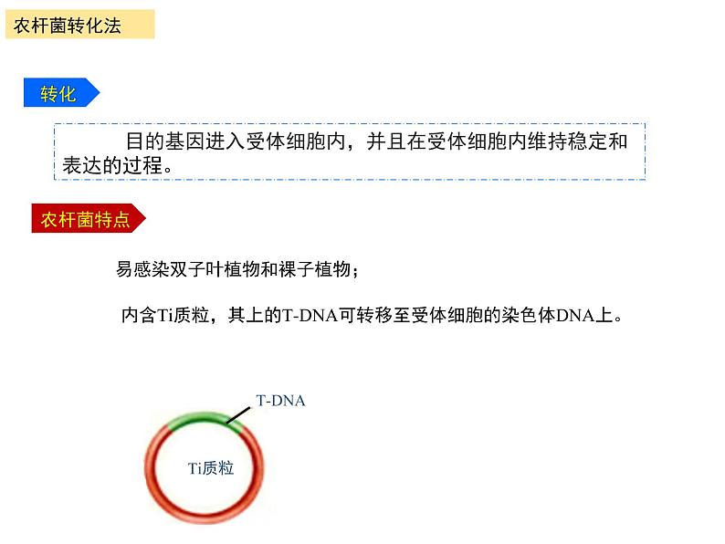 3.2.2 基因工程的基本操作程序 课件【新教材】 2020-2021学年人教版（2019）高二生物选择性必修三第5页