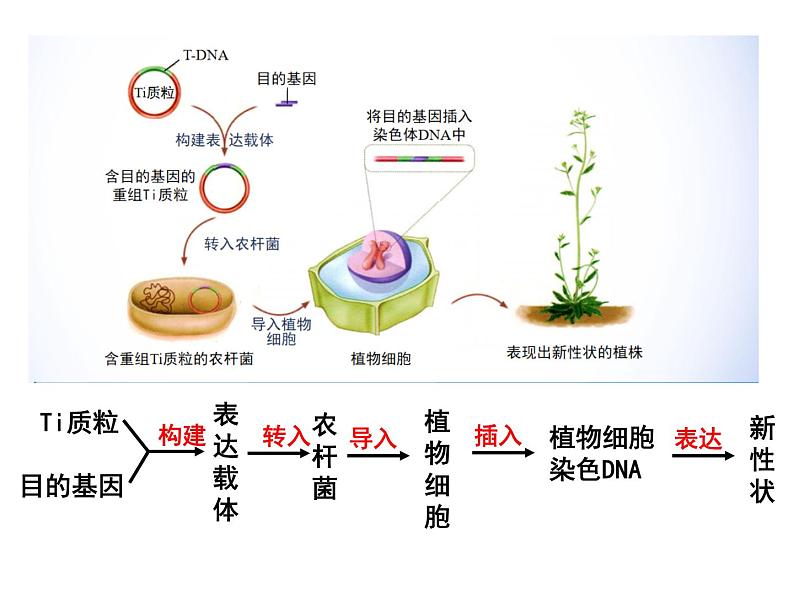 3.2.2 基因工程的基本操作程序 课件【新教材】 2020-2021学年人教版（2019）高二生物选择性必修三第6页