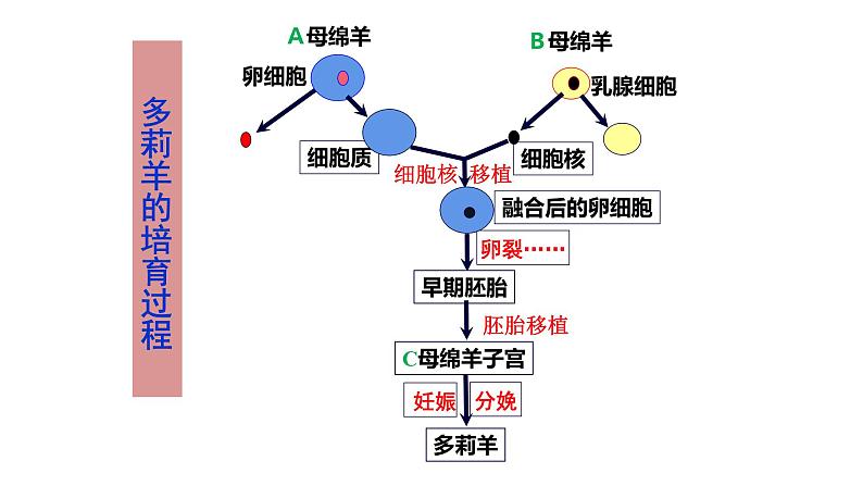 4.2 关注生殖性克隆人 课件【新教材】  人教版（2019）高二生物选择性必修三04