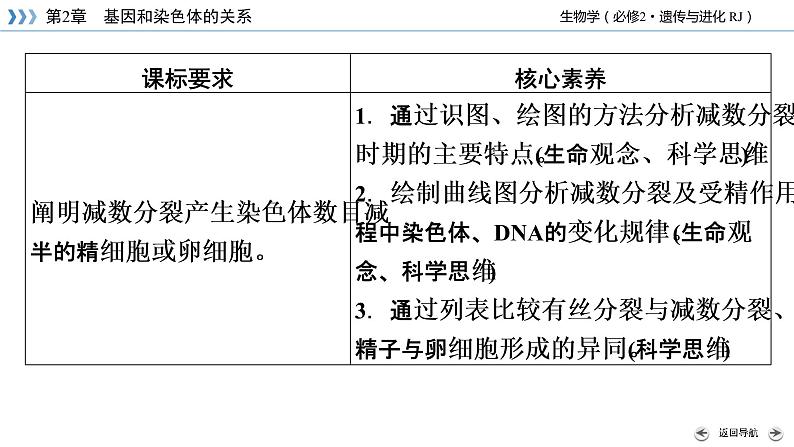 减数分裂PPT课件免费下载04