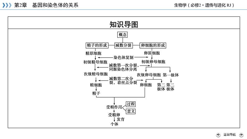 减数分裂PPT课件免费下载05