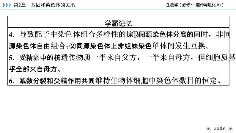 减数分裂PPT课件免费下载07