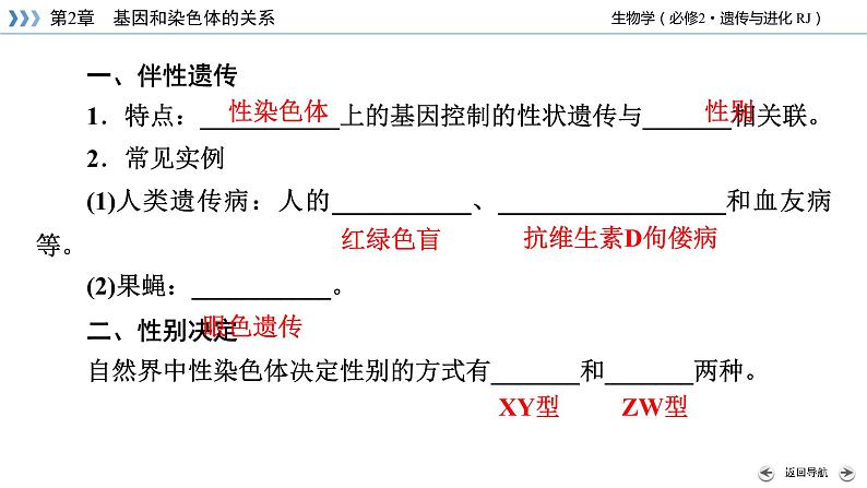 伴性遗传PPT课件免费下载08