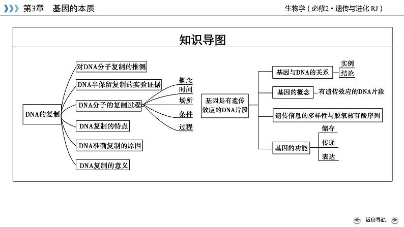 DNA的复制PPT课件免费下载05