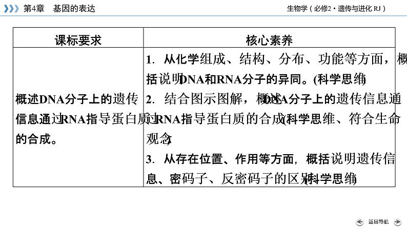 人教版 生物 必修2 第4章 第1节 基因指导蛋白质的合成 PPT课件+练习04