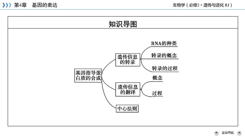 人教版 生物 必修2 第4章 第1节 基因指导蛋白质的合成 PPT课件+练习05