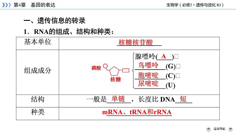 人教版 生物 必修2 第4章 第1节 基因指导蛋白质的合成 PPT课件+练习08