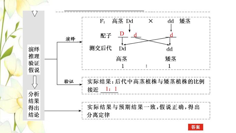 新教材高考生物一轮复习第一单元遗传的基本规律1孟德尔的豌豆杂交实验一课件必修208