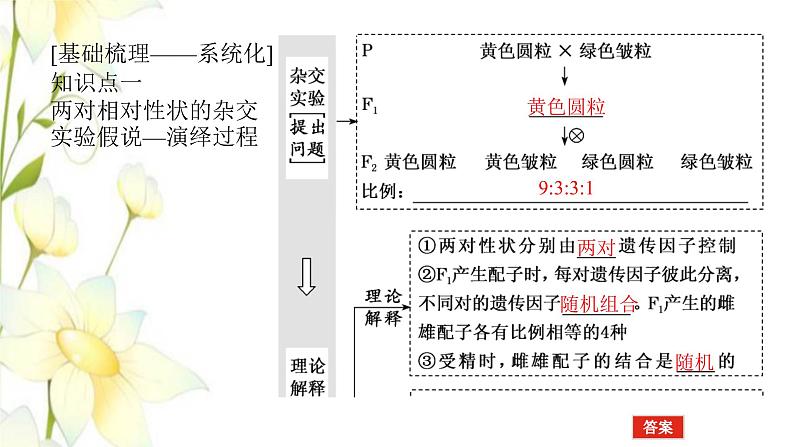 新教材高考生物一轮复习第一单元遗传的基本规律2孟德尔的豌豆杂交实验二课件必修204