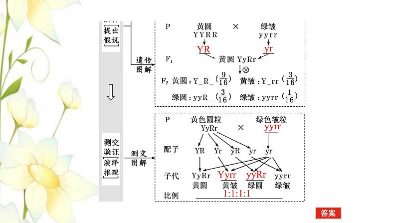 新教材高考生物一轮复习第一单元遗传的基本规律2孟德尔的豌豆杂交实验二课件必修205