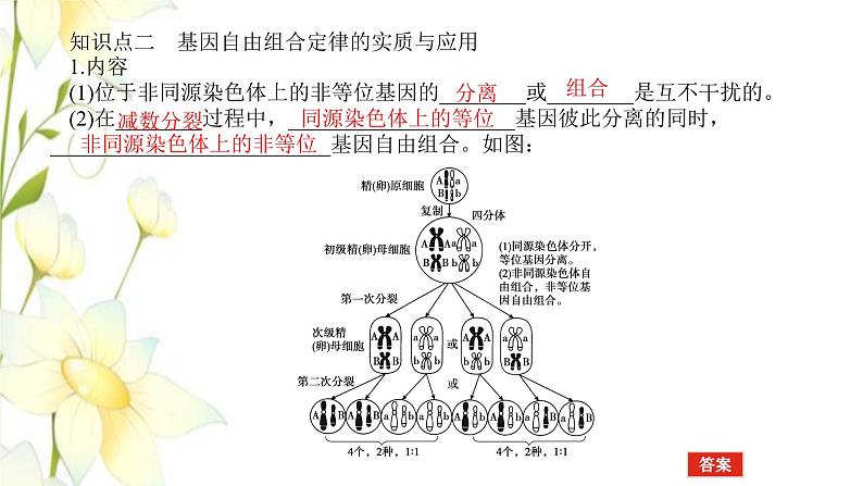 新教材高考生物一轮复习第一单元遗传的基本规律2孟德尔的豌豆杂交实验二课件必修206