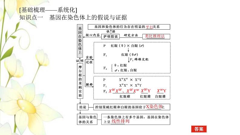 新教材高考生物一轮复习第一单元遗传的基本规律3基因在染色体上伴性遗传课件必修204