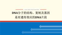 新教材高考生物一轮复习第二单元遗传的分子基础2DNA的结构复制及基因通常是有遗传效应的DNA片段课件必修2