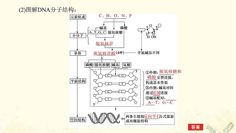 新教材高考生物一轮复习第二单元遗传的分子基础2DNA的结构复制及基因通常是有遗传效应的DNA片段课件必修205