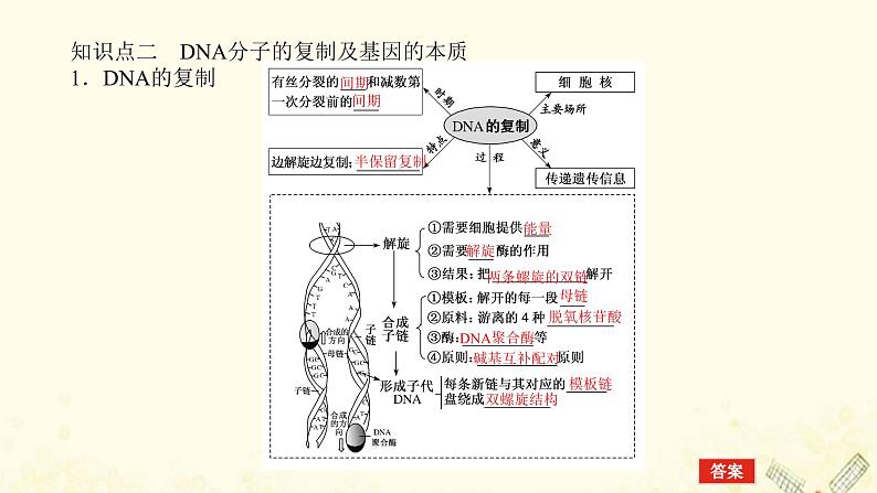 新教材高考生物一轮复习第二单元遗传的分子基础2DNA的结构复制及基因通常是有遗传效应的DNA片段课件必修207