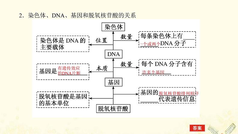 新教材高考生物一轮复习第二单元遗传的分子基础2DNA的结构复制及基因通常是有遗传效应的DNA片段课件必修208