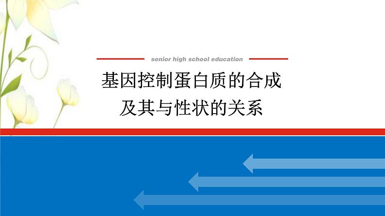 新教材高考生物一轮复习第二单元遗传的分子基础3基因控制蛋白质的合成及其与性状的关系课件必修2第1页