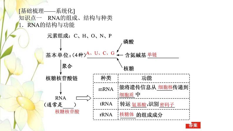 新教材高考生物一轮复习第二单元遗传的分子基础3基因控制蛋白质的合成及其与性状的关系课件必修2第4页