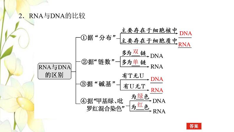 新教材高考生物一轮复习第二单元遗传的分子基础3基因控制蛋白质的合成及其与性状的关系课件必修2第5页