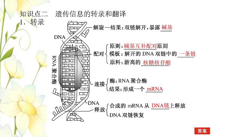 新教材高考生物一轮复习第二单元遗传的分子基础3基因控制蛋白质的合成及其与性状的关系课件必修2第6页