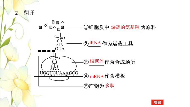 新教材高考生物一轮复习第二单元遗传的分子基础3基因控制蛋白质的合成及其与性状的关系课件必修2第7页