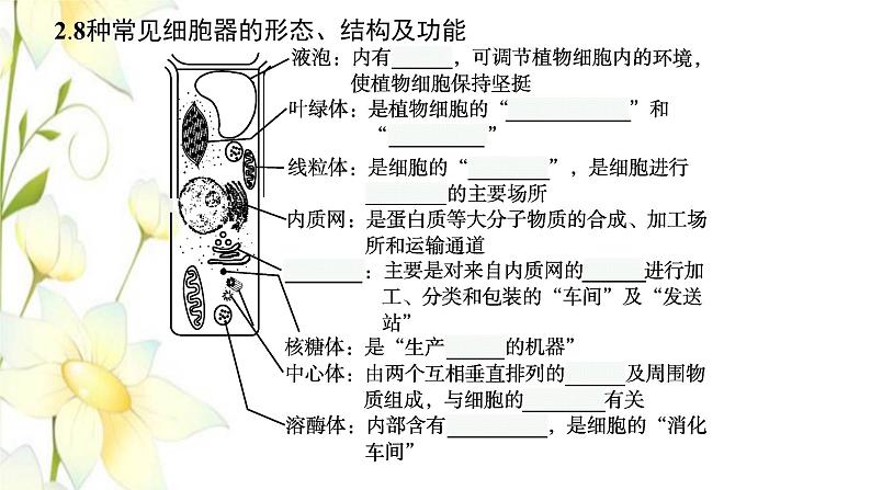 新教材高考生物一轮复习第二单元细胞的基本结构细胞的物质输入和输出第2讲细胞器之间的分工合作课件新人教版第7页