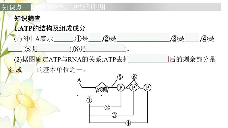 新教材高考生物一轮复习第三单元细胞的能量供应和利用第2讲细胞的能量“货币”ATP细胞呼吸的原理和应用课件新人教版06