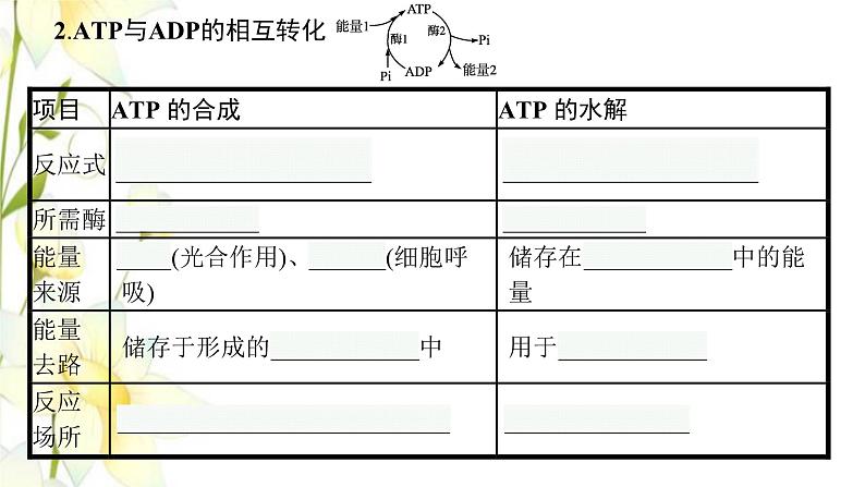 新教材高考生物一轮复习第三单元细胞的能量供应和利用第2讲细胞的能量“货币”ATP细胞呼吸的原理和应用课件新人教版07