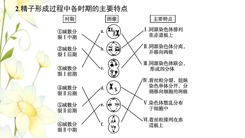 新教材高考生物一轮复习第四单元细胞的生命历程第2讲减数分裂和受精作用课件新人教版第7页