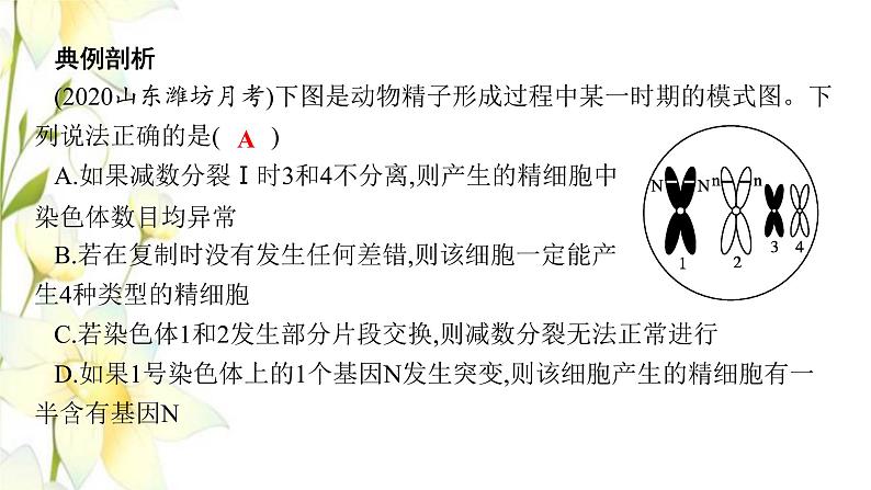 新教材高考生物一轮复习第四单元细胞的生命历程能力素养提升课3细胞分裂与可遗传变异DNA复制的关系课件新人教版02