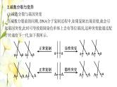 新教材高考生物一轮复习第四单元细胞的生命历程能力素养提升课3细胞分裂与可遗传变异DNA复制的关系课件新人教版
