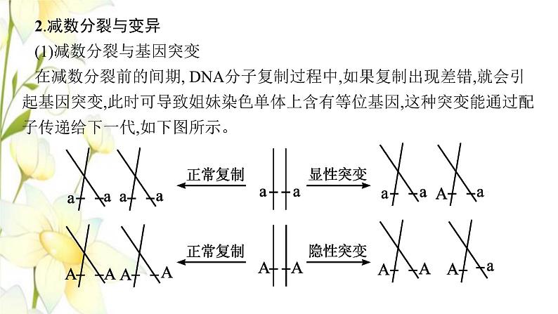 新教材高考生物一轮复习第四单元细胞的生命历程能力素养提升课3细胞分裂与可遗传变异DNA复制的关系课件新人教版05