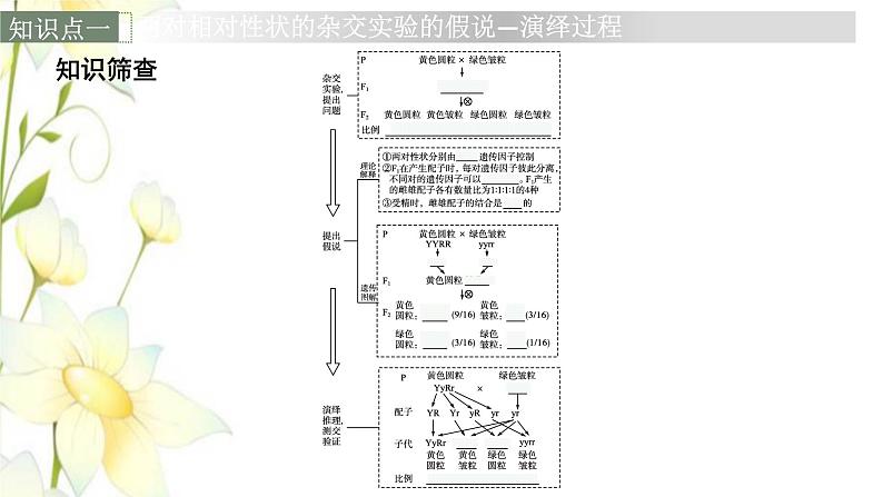 新教材高考生物一轮复习第五单元遗传因子的发现和伴性遗传第2讲孟德尔的豌豆杂交实验二课件新人教版第6页