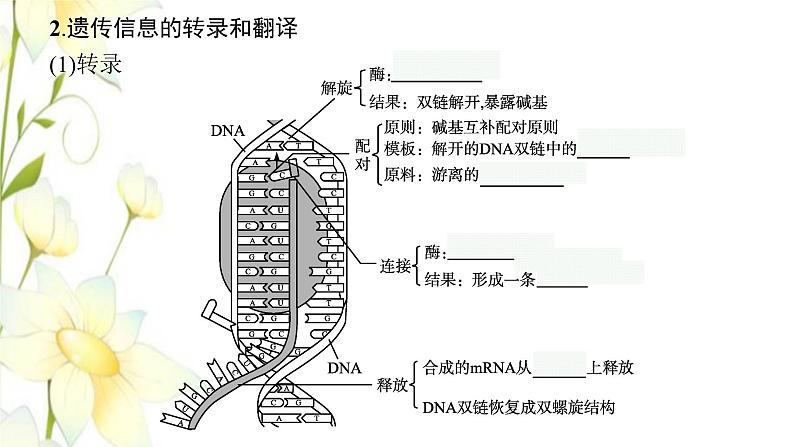 新教材高考生物一轮复习第六单元基因的本质与表达第3讲基因的表达课件新人教版07