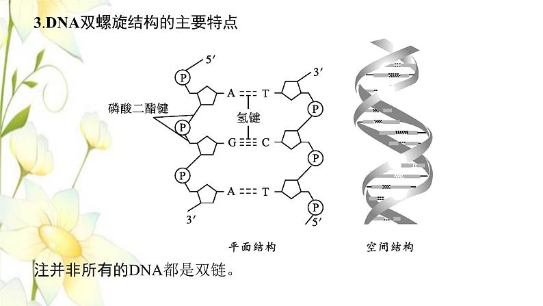 新教材高考生物一轮复习第六单元基因的本质与表达第2讲DNA的结构复制与基因的本质课件新人教版第7页