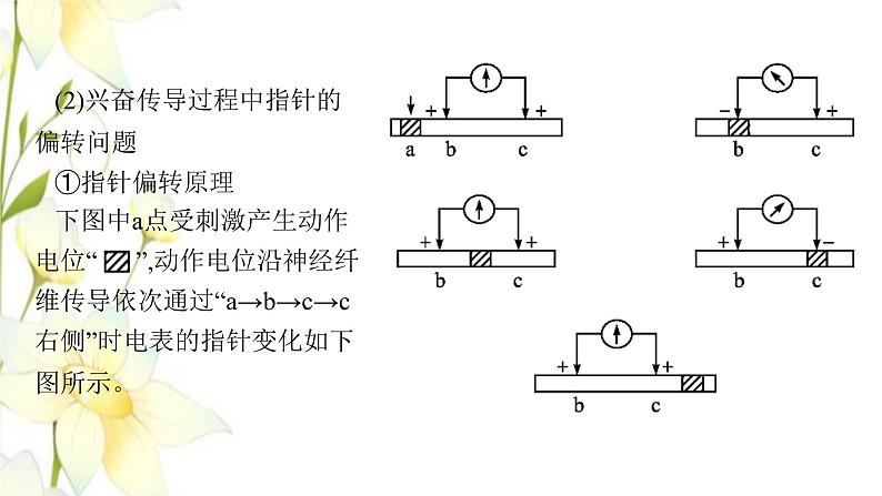 新教材高考生物一轮复习第八单元生命活动的调节能力素养提升课6电表偏转问题及兴奋传导方向的实验探究课件新人教版第7页