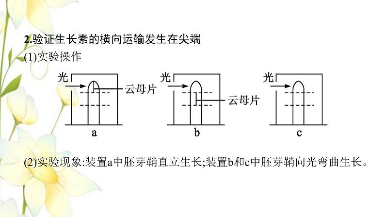 新教材高考生物一轮复习第八单元生命活动的调节能力素养提升课7与植物激素相关的实验设计课件新人教版第8页