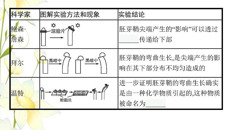 新教材高考生物一轮复习第八单元生命活动的调节第5讲植物生命活动的调节课件新人教版第7页