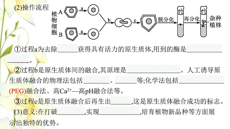 新教材高考生物一轮复习第十一单元细胞工程基因工程及生物技术的安全性与伦理问题第1讲细胞工程课件新人教版08