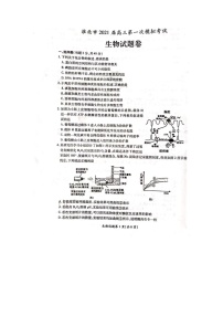 2021届安徽省淮北市高三一模生物试题含答案