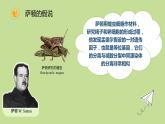 2.2 基因在染色体上 课件【新教材】2020-2021学年高一生物人教版（2019）必修二