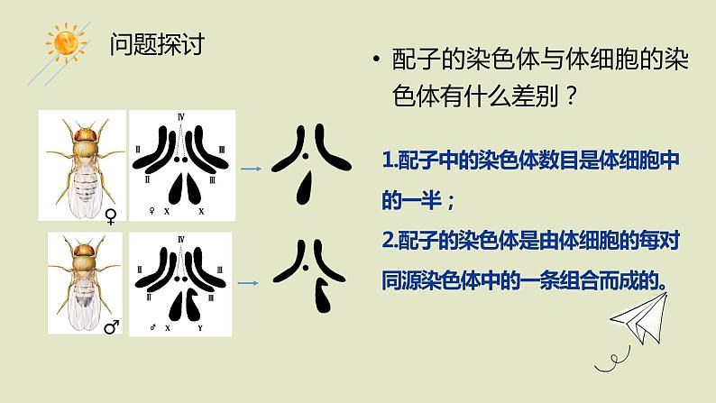 2.1 减数分裂 课件【新教材】2020-2021学年高一生物人教版（2019）必修二04