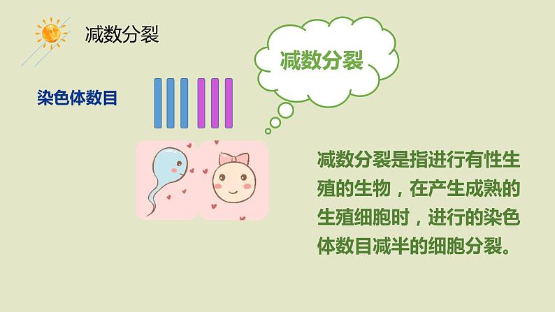 2.1 减数分裂 课件【新教材】2020-2021学年高一生物人教版（2019）必修二07