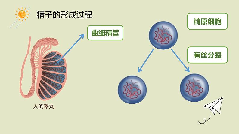 2.1 减数分裂 课件【新教材】2020-2021学年高一生物人教版（2019）必修二08