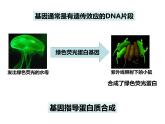 基因指导蛋白质的合成PPT课件免费下载