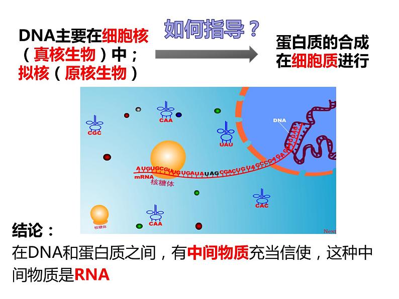 2020-2021学年高一生物人教版必修二4.1 基因指导蛋白质的合成课件第3页